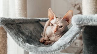 Sphynx cat