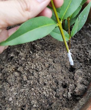 A stem cutting with rooting hormone on being placed into a hole in the soil