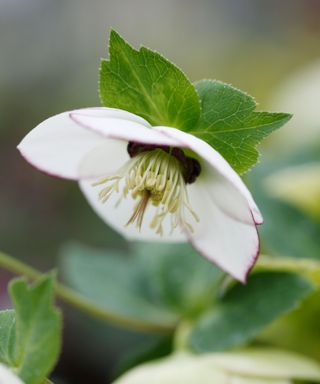 white and pink hellebore flower