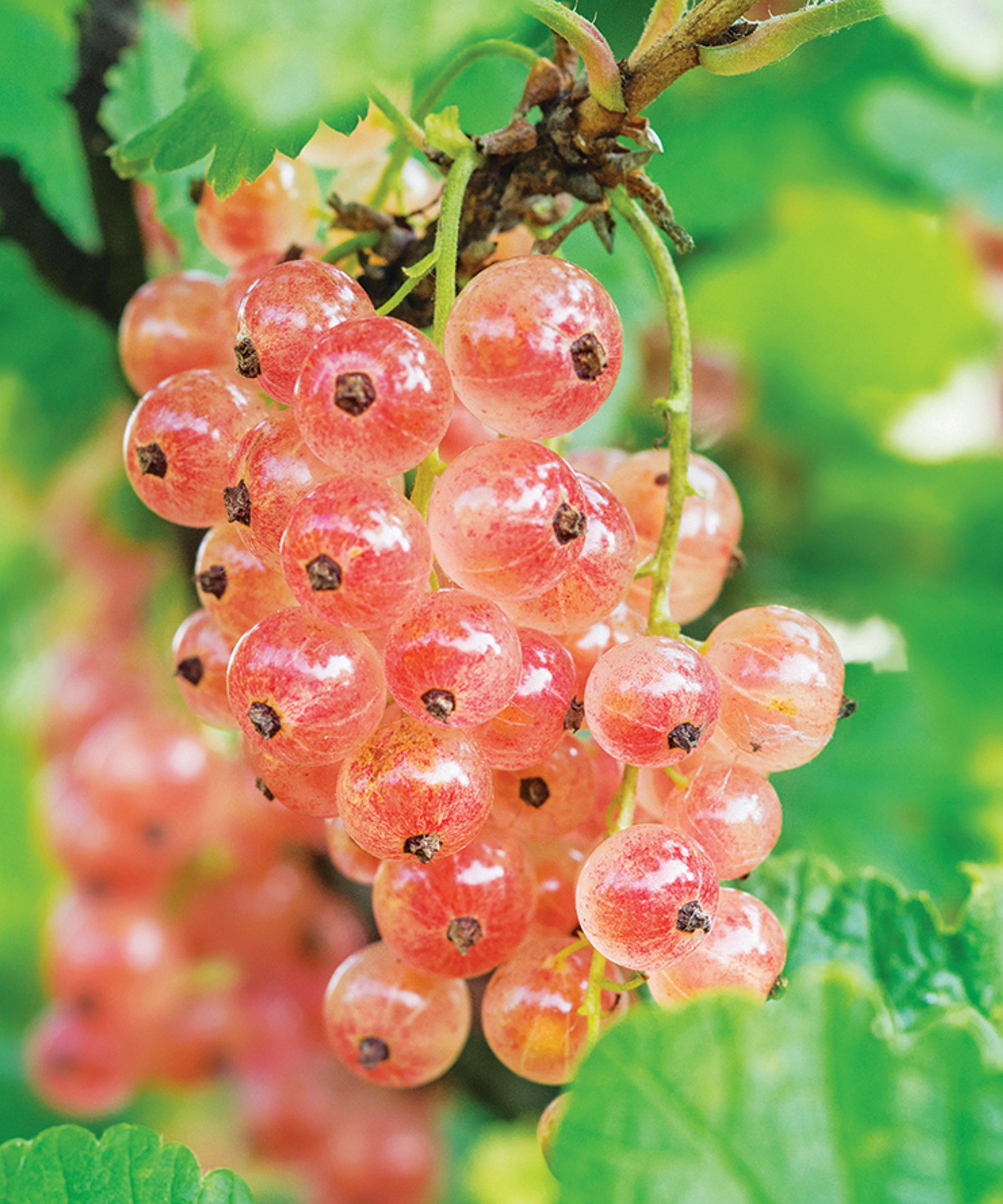 A cluster of pinkcurrants ripening on the bush