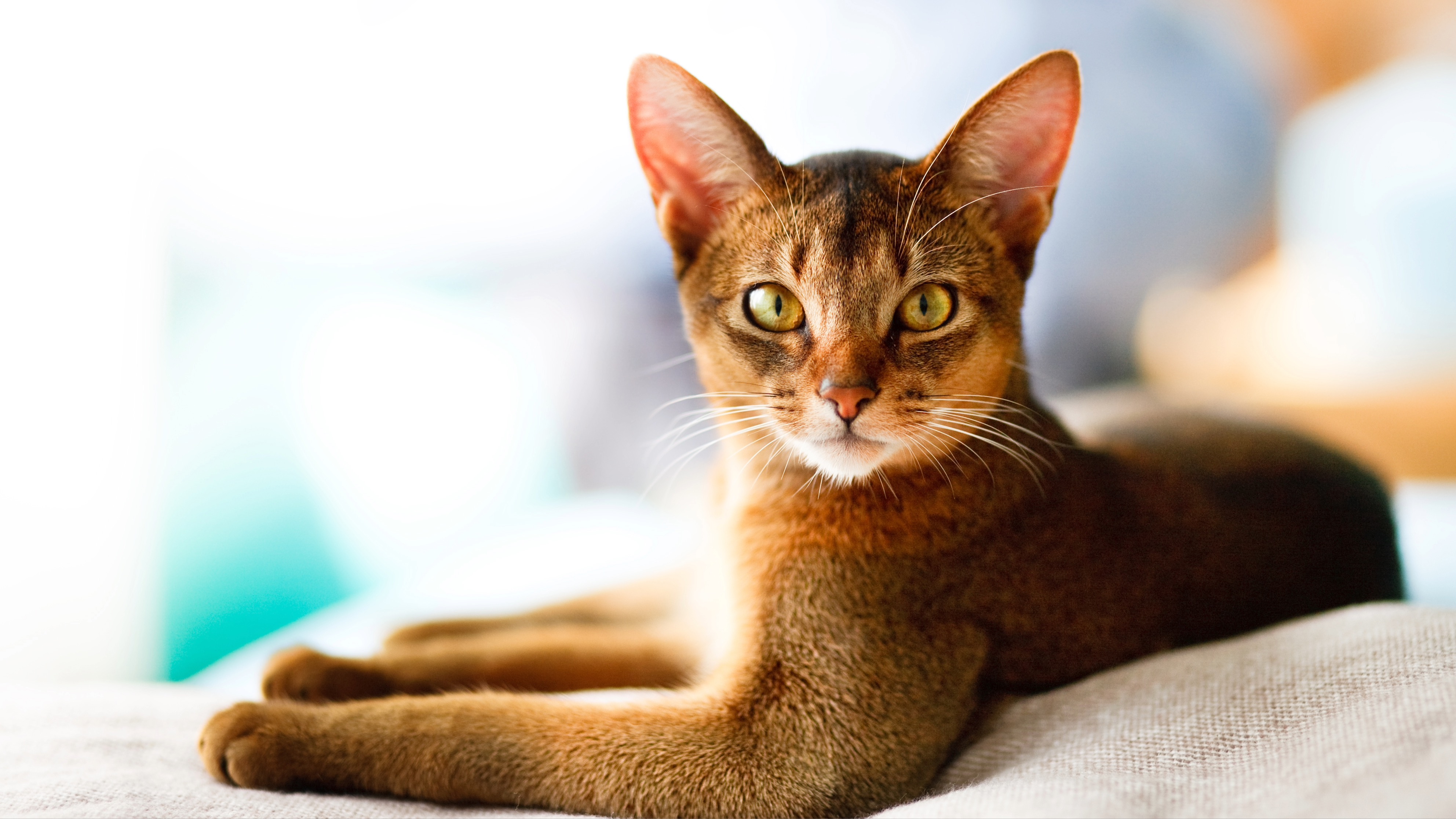 Abyssinian cat