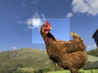 Cropped photo of a chicken
