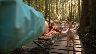 Dog exploring boardwalk