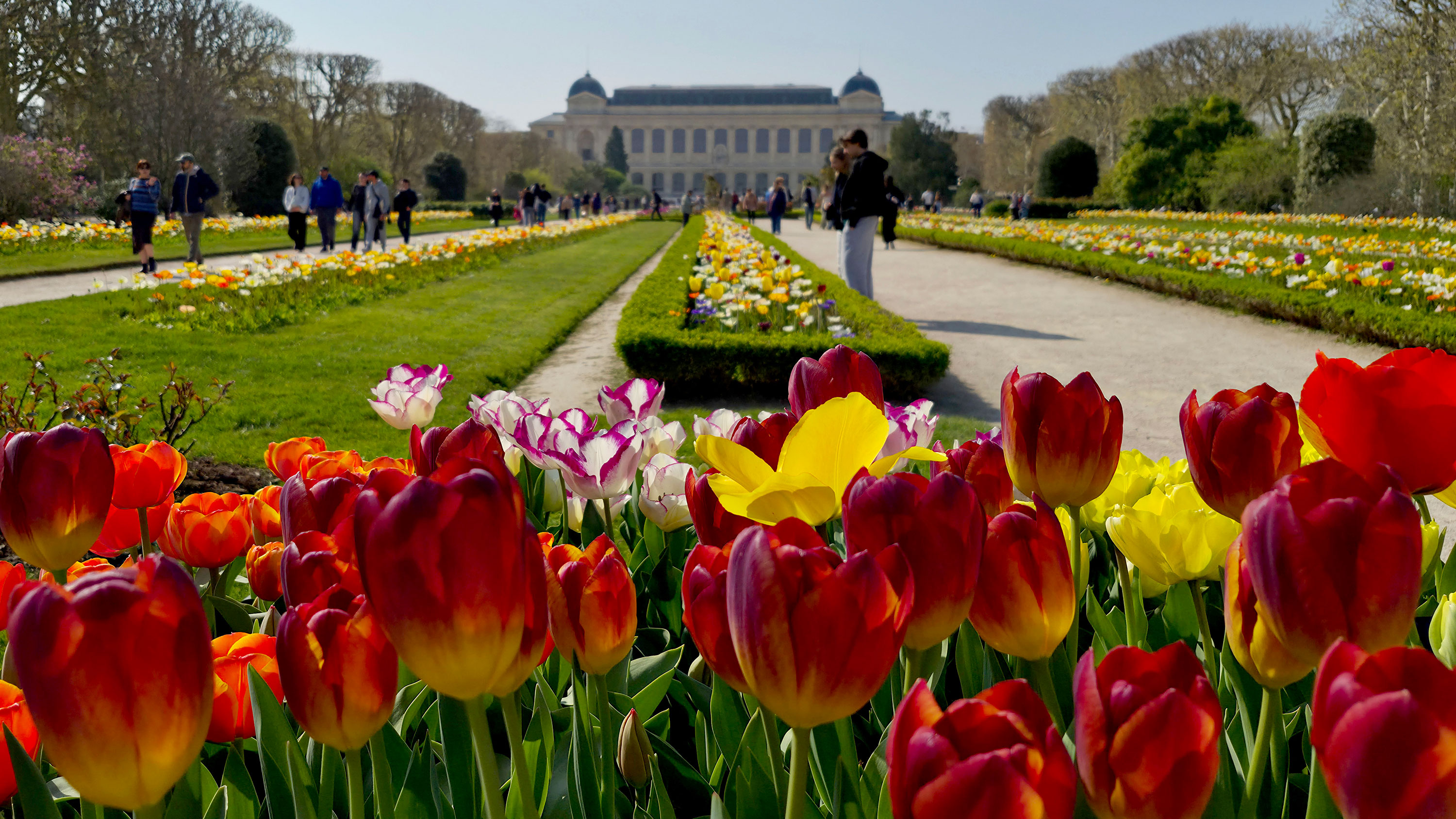 Red tulips at the Jardin des Plantes, Paris