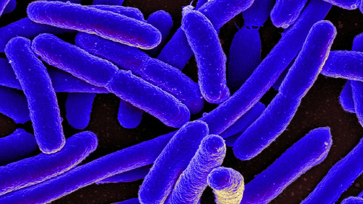 A microscopic image of purple and blue rod-shaped bacteria.