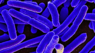 A microscopic image of purple and blue rod-shaped bacteria.