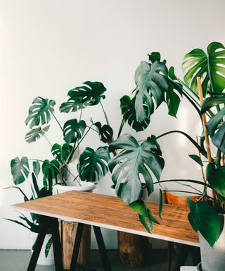 Monstera in pots, on a wooden table, on a white background