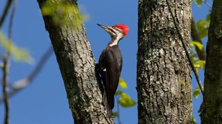 The pileated woodpecker (Dryocopus pileatus), the North American woodpecker most similar in appearance to the now-extinct Ivory-billed woodpecker (Campephilus principalis), and often confused with it.