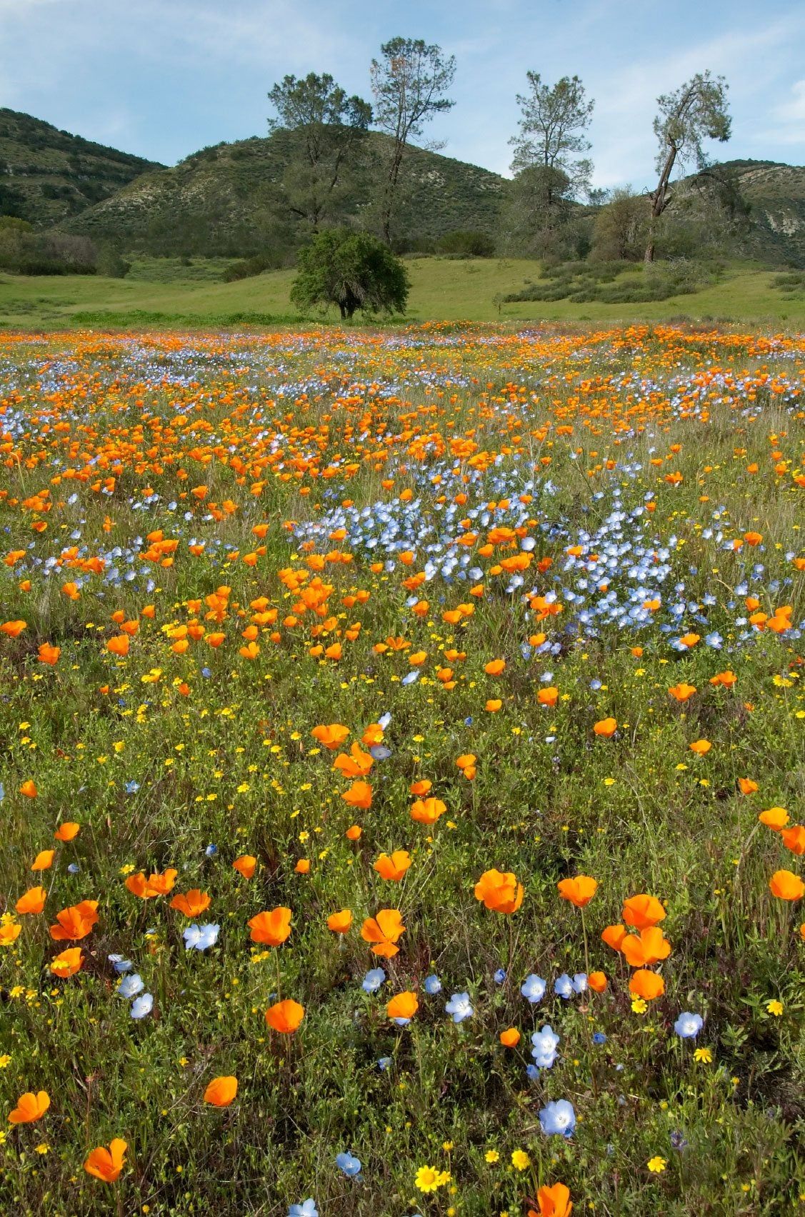 Field Of Wild Native Flowers