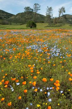 Field Of Wild Native Flowers