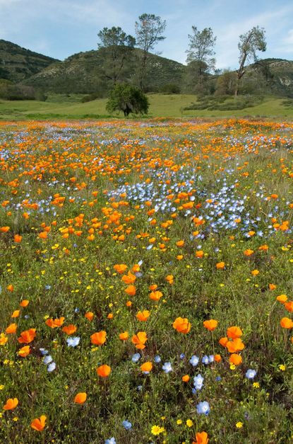 Field Of Wild Native Flowers