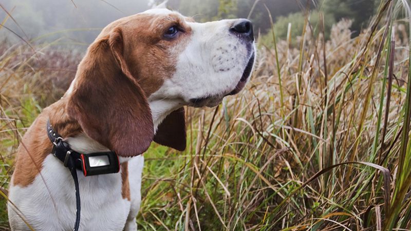 Ring's new Pet Tag can help you find your furry friend faster, and