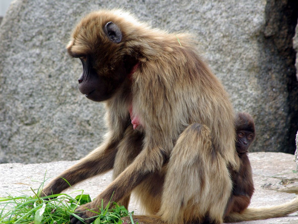 Brain implants heal monkey's paralysed wrist | TechRadar