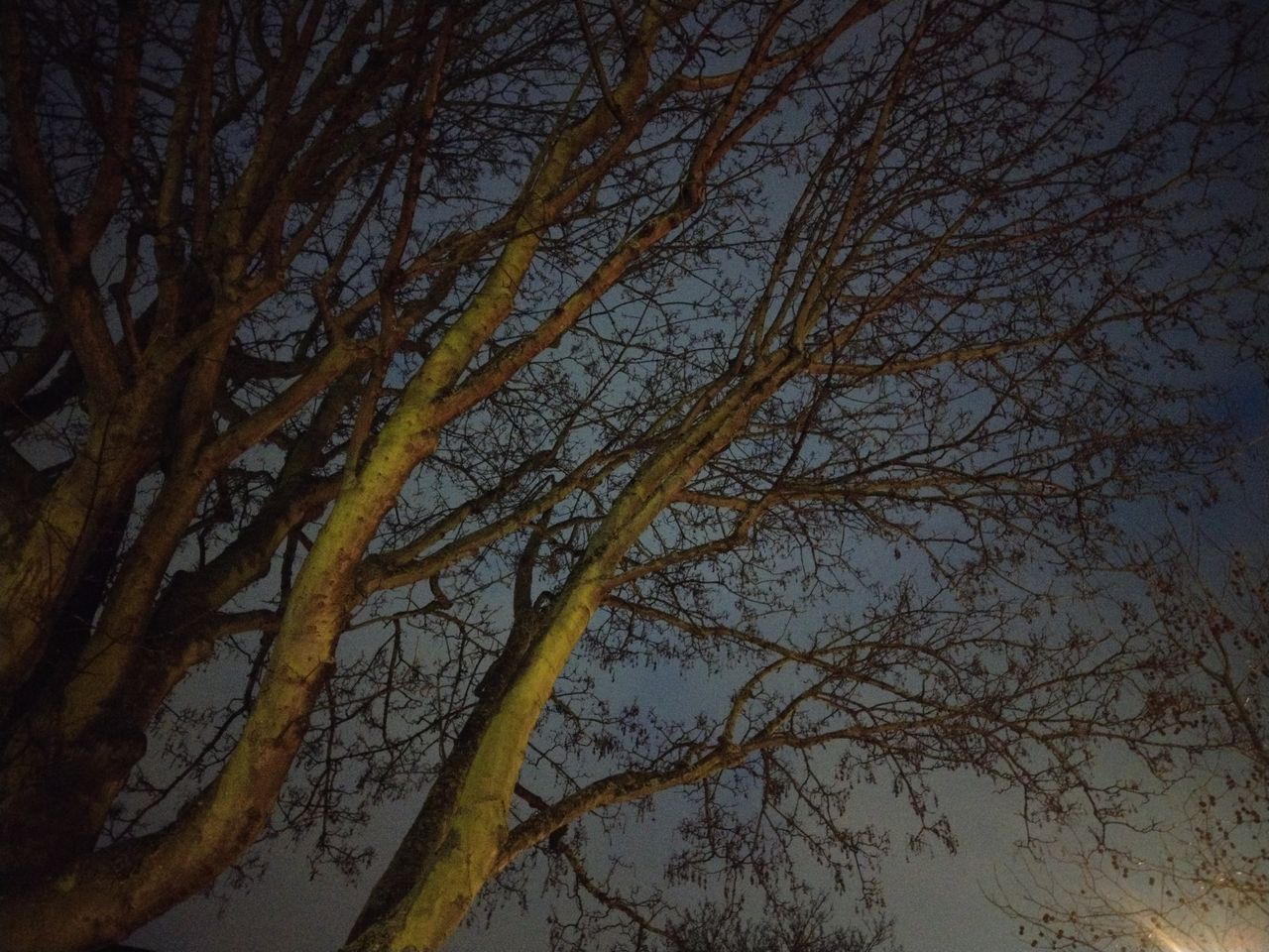 The clarity of the tiny branches in this photo shows what the combo of OIS and a high-quality sensor gets you.