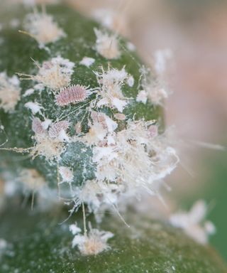 Mealybug mealy bug infestation on cacti houseplant