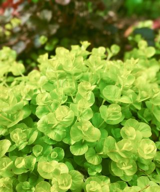 Creeping Jenny ground cover plant