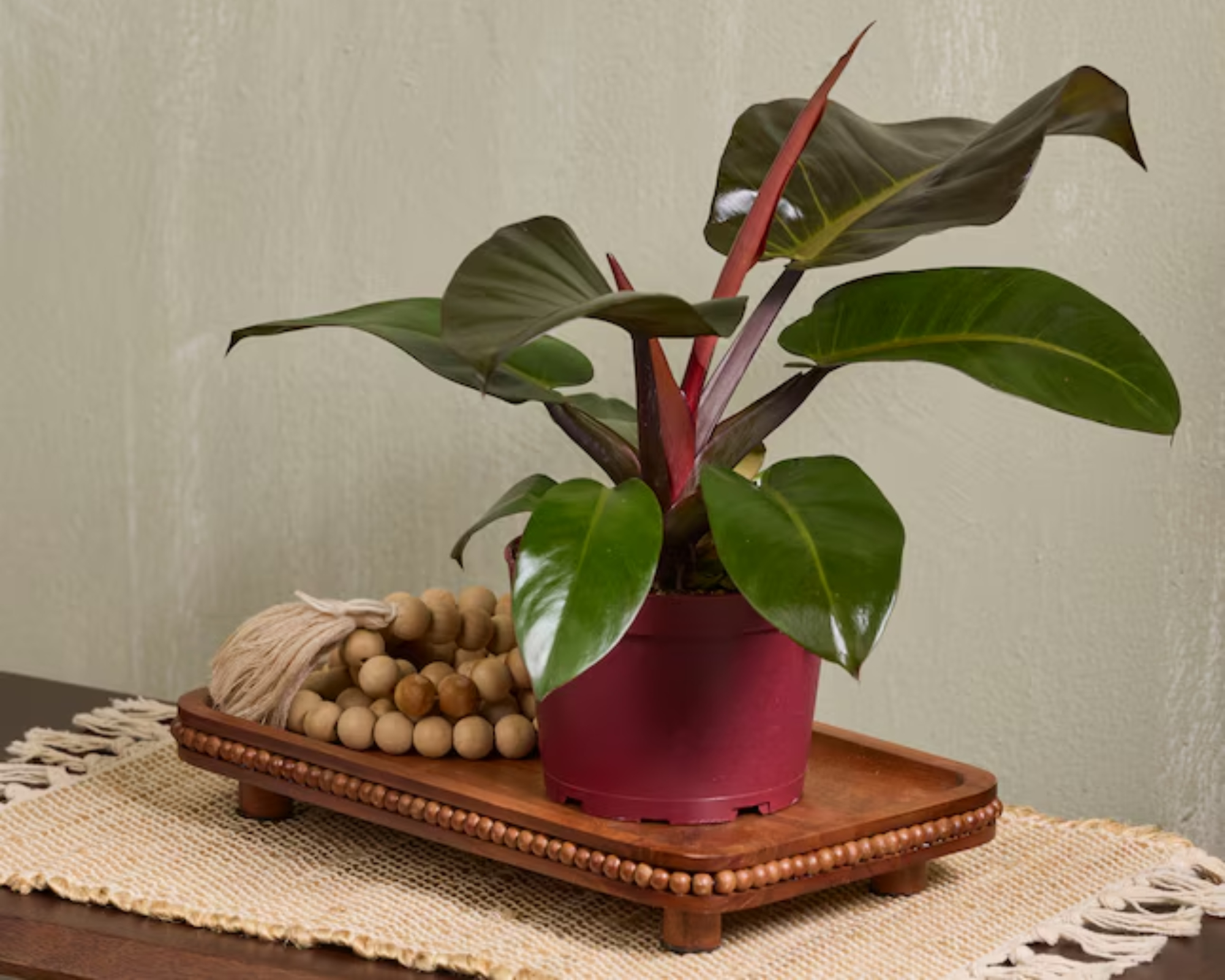 black cardinal philodendron