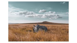 Photograph of a rhinoceros in Lewa Downs, Kenya, taken by photographer and adventurer David duChemin