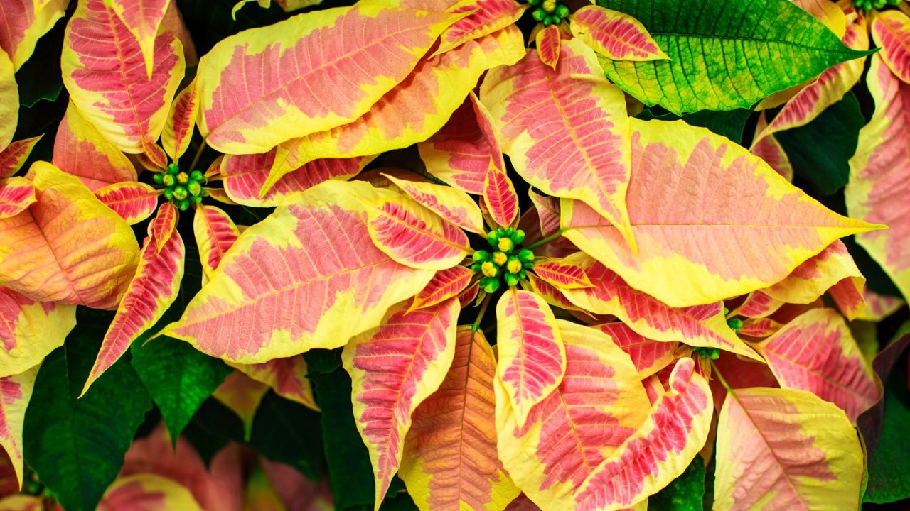 Yellow and red poinsettias