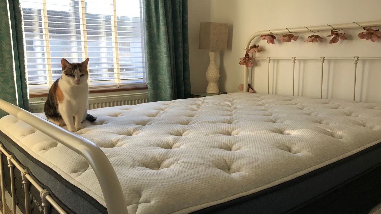 The image shows a cat sitting on top of a Helix Midnight Luxe mattress during testing