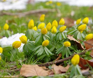 Winter aconite