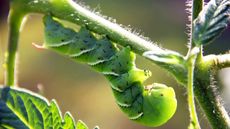 A large and distinctive tomato hornworm on a tomato plant