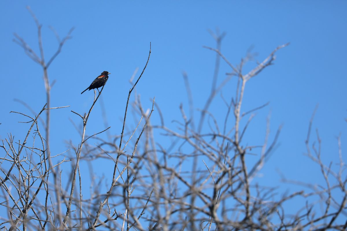 A sample image taken with the Canon EOS R8 Mark II and the RF 100-400mm f/5.6-8 IS USM