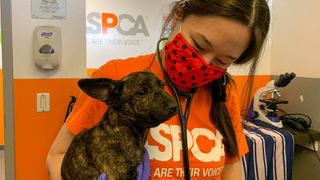 New ASPCA pandemic pets survey shows 90 percent of new dog owners and 85 percent of new cat owners stated that they were not considering rehoming their pet in the near future.