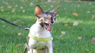 Cornish rex cat walking the grass