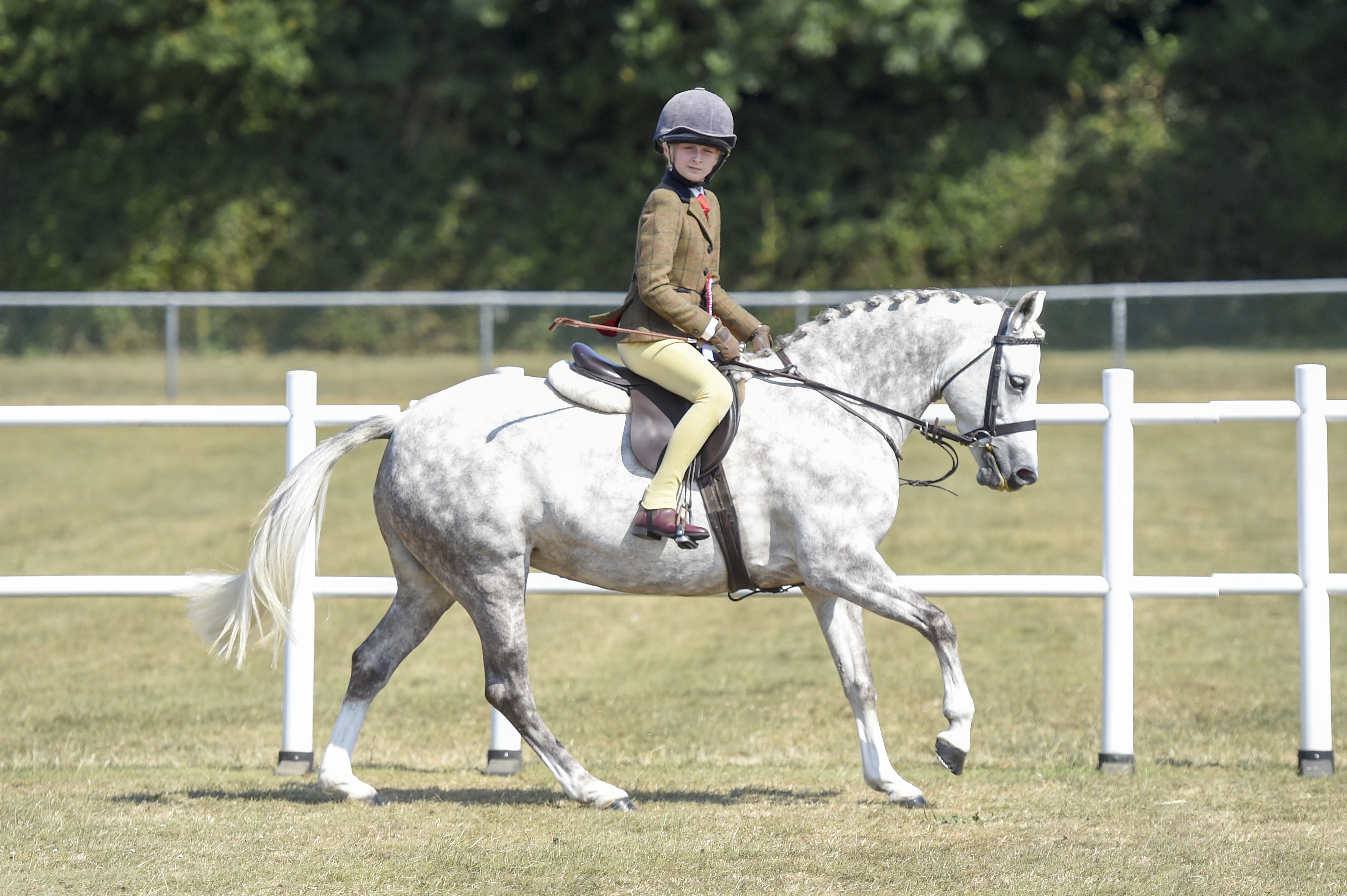 Working Hunter Pony Champ