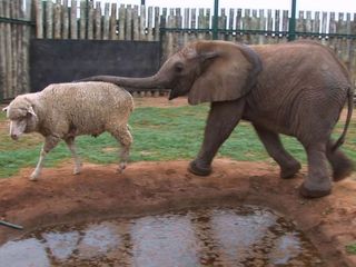 elephant-sheep.jpg