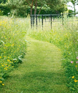A beautifully mown garden path through a lawn