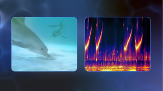 Google DolphinGemma