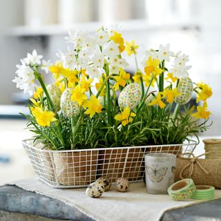 small daffodils as centrepiece