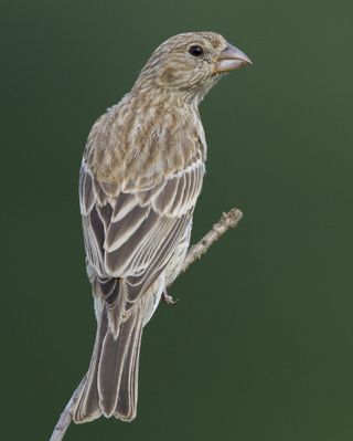 The house finch (Carpodacus mexicanus) is a common North American songbird.