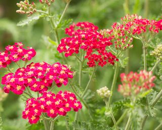 red yarrow flowers