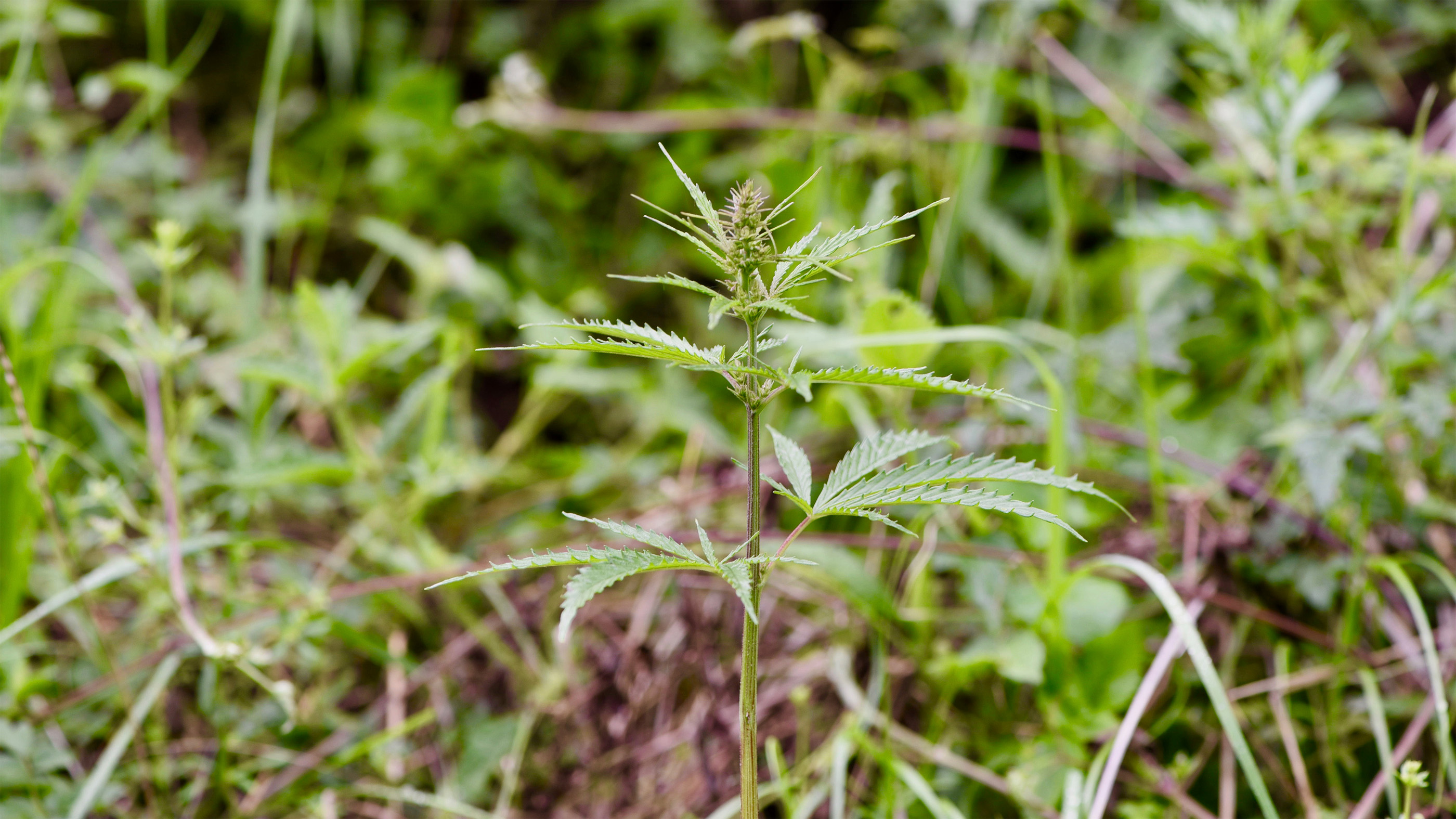 A feral (or wild) cannabis plant in the middle of a grassland in Qinghai province, central China.