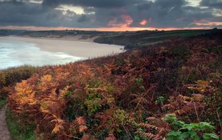 Ferns in the sunrise over Crantock Bay near Newquay on the North Cornish coast.