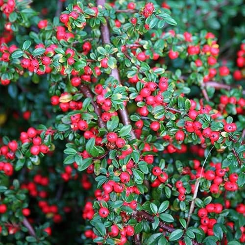 Cotoneaster Horizontalis C.s. (rock Spray Cotoneaster) Shrub Seeds, Aromatic Flowers, Stunning Autumn Display Colors, Seeds by Myseeds.co, You Choose the Amount (0.5 Oz)