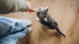 Is clicker training for cats recommended?