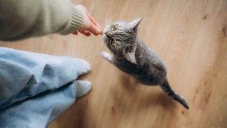 Cat approaching owner