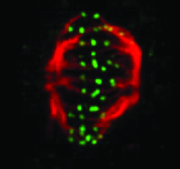 A snapshot of a phase of the cell cycle.
