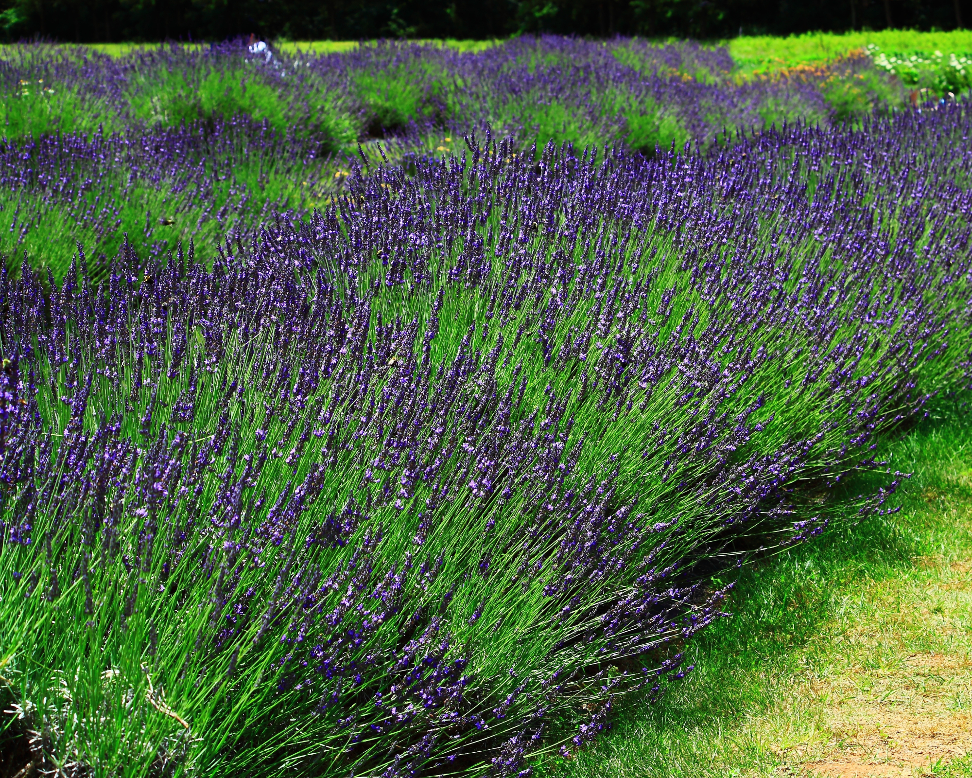 Large field of Phenomenal Lavender