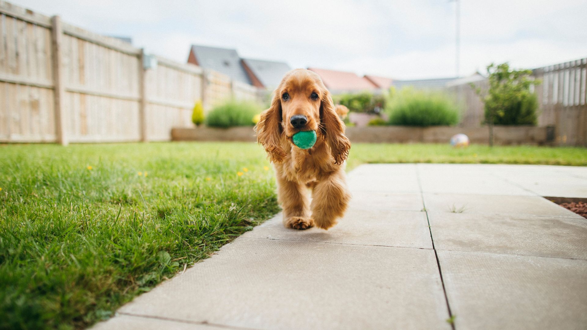 picture of dog playing fetch in back garden with ball
