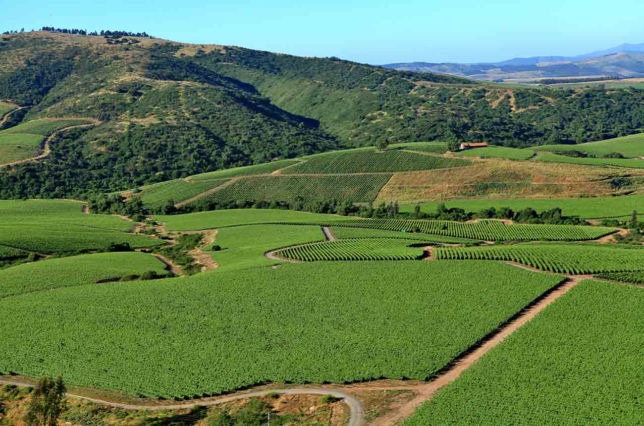 Vi&amp;ntilde;a Leyda's El Mait&amp;eacute;n vineyards in the Leyda Valley, Chile