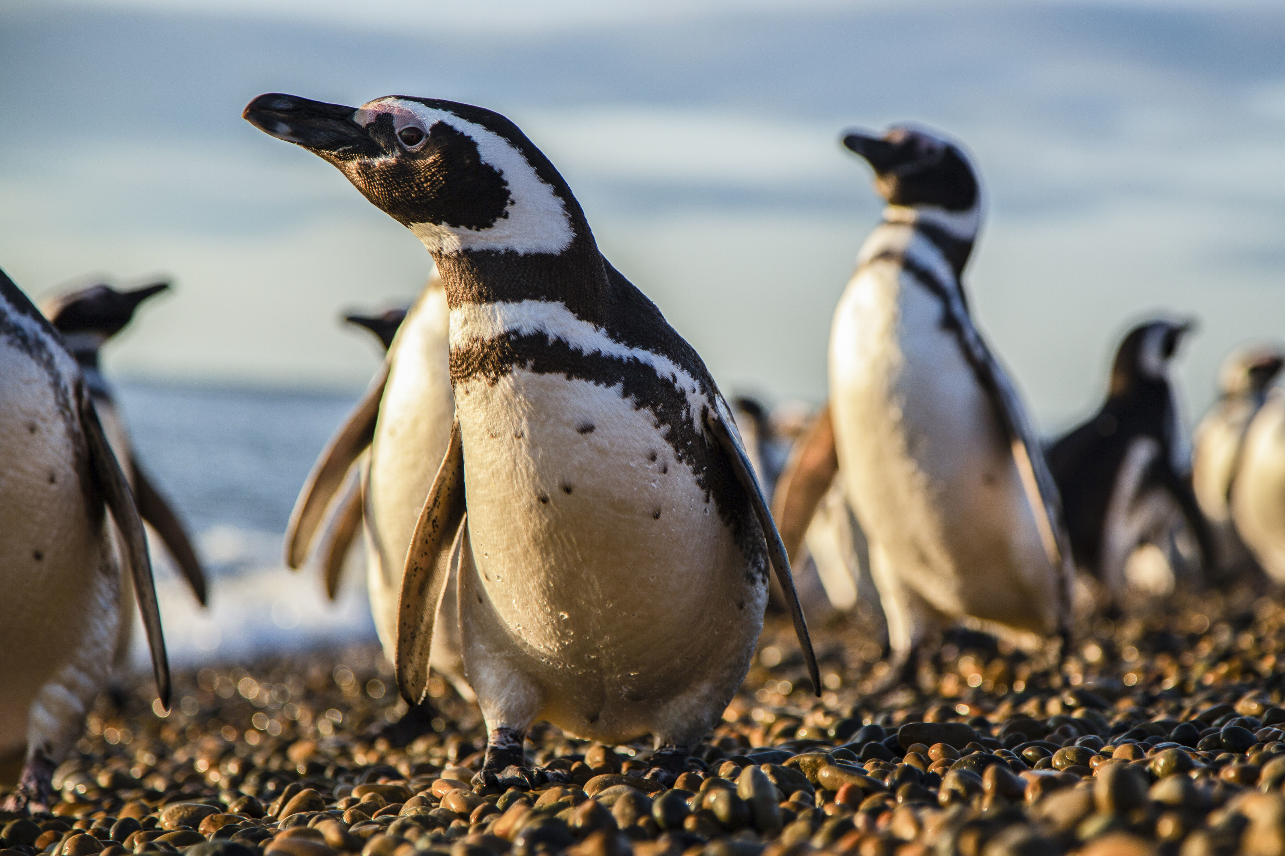 TV tonight A burrowing Magellanic penguin.