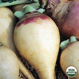Rutabaga, American Purple Top Annual Vegetable Organic Seeds