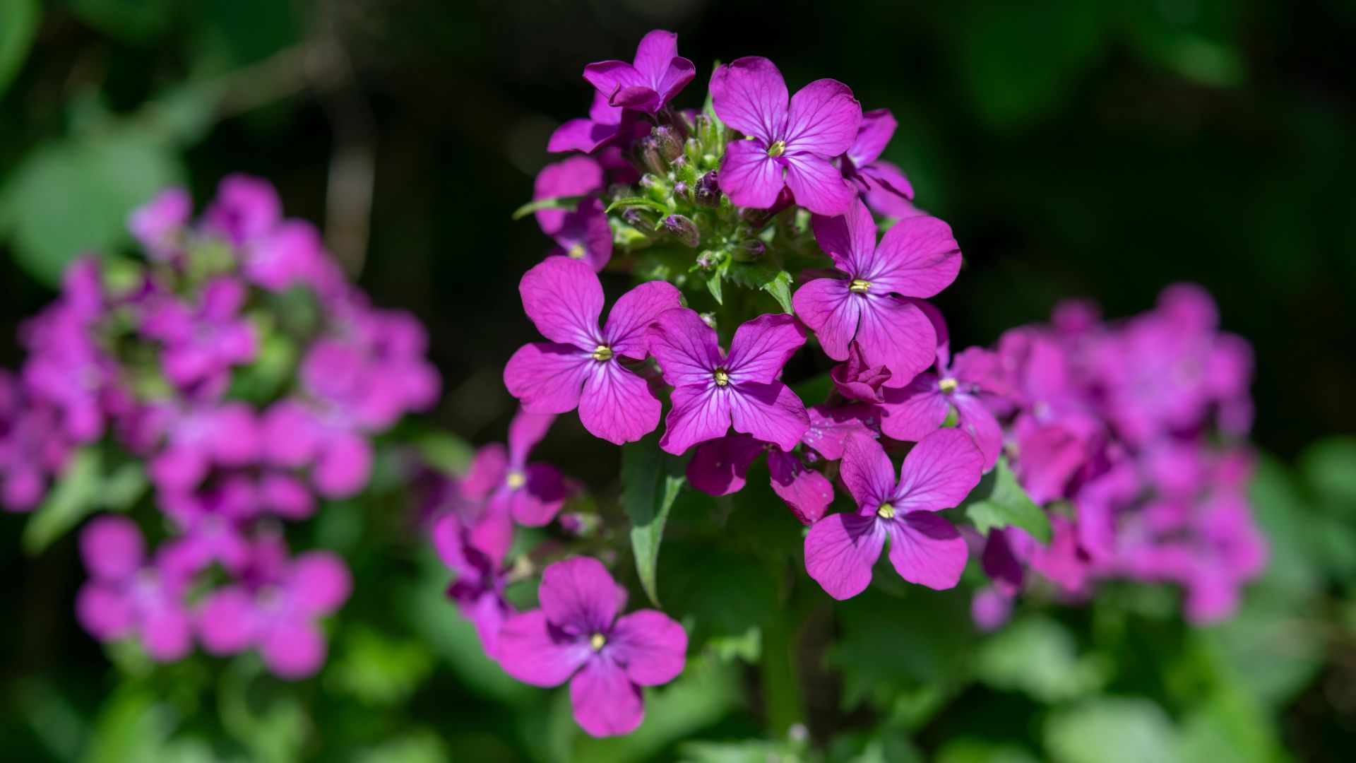 picture of honesty flowers growing in garden