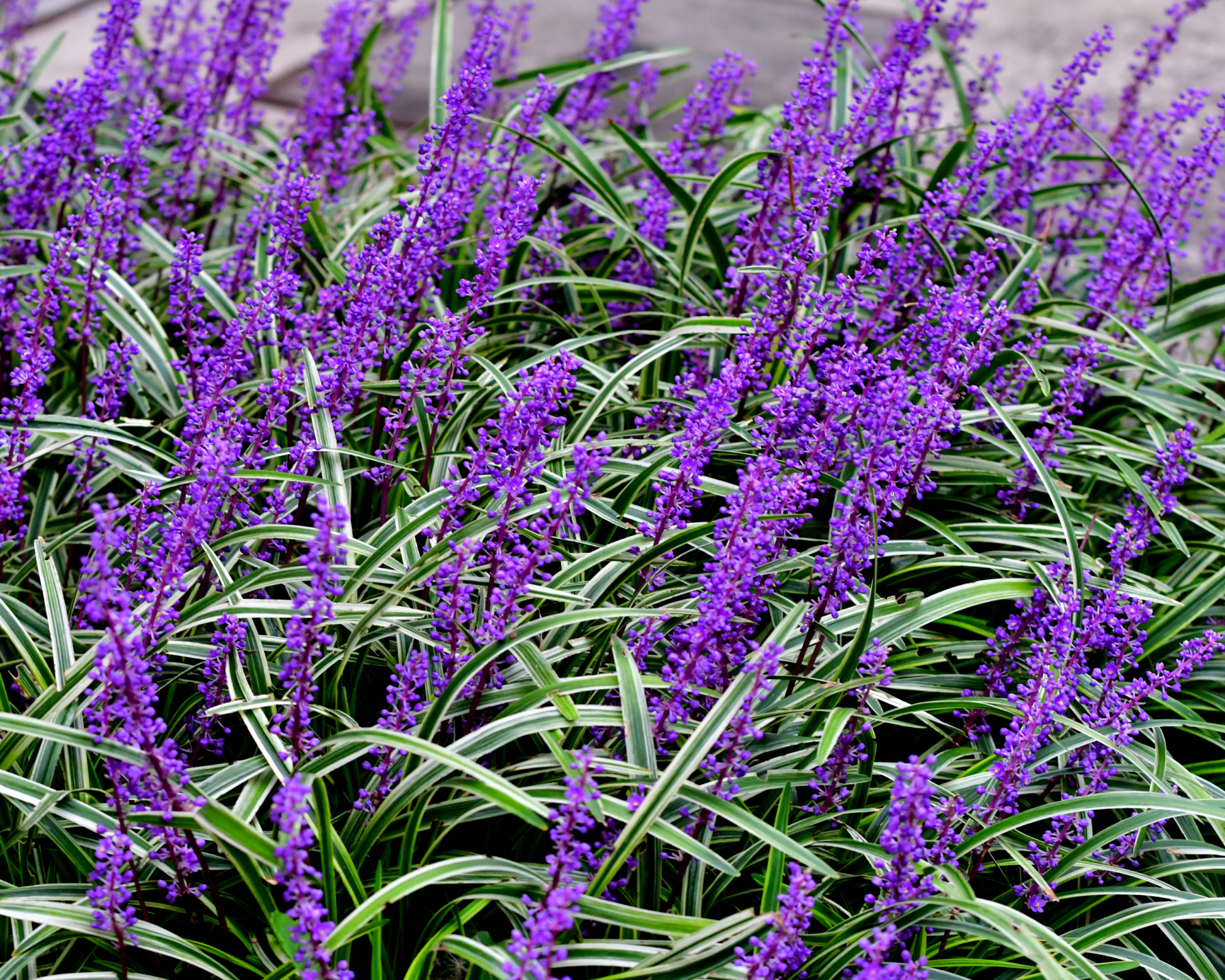 Liriope muscari, commonly called lily turf, blue lily turf, monkey grass or border grass