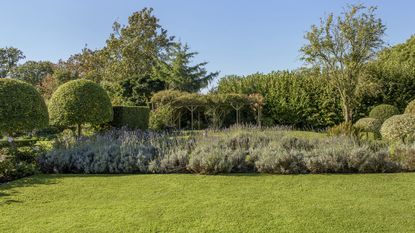 Best time to dethatch a lawn – Lush green lawn with lavender beds and topiary trees